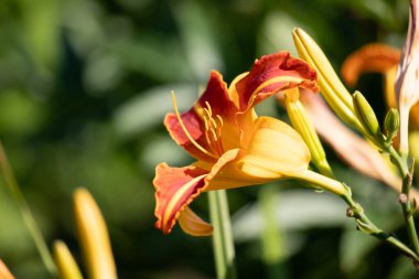 Rudbeckia doğanın her yerinde sarı çiçekler var..