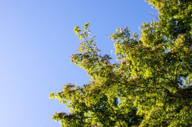 Green leaves against the blue sky under the sun. Summer forest landscape.