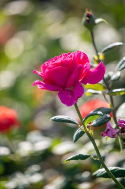 Rose flowers growing in nature close-up.