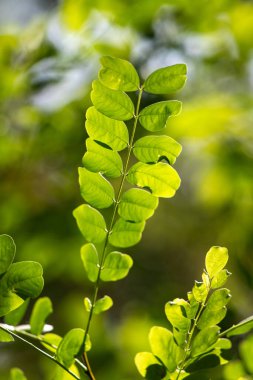 green tree leaves close up on blurred nature background