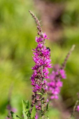 Beautiful purple wildflower standing tall amidst a vibrant green background during a sunny day in a natural habitat