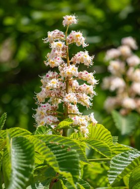 bright plants flowers in nature
