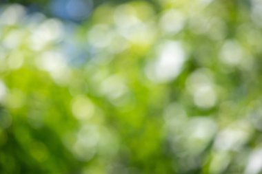 Green blurred nature background out of focus.