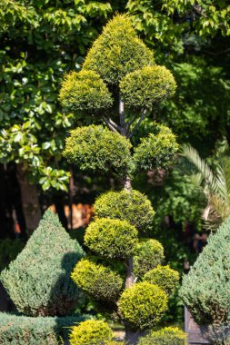 Bright green spring blooming nature of flowers and trees.