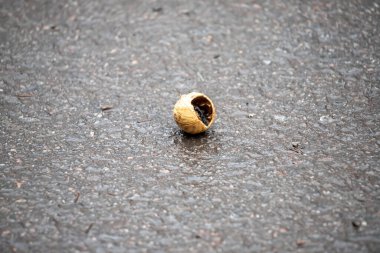 A nut shell is laying on the ground. The shell is cracked and has a hole in it. The image has a mood of sadness and loss