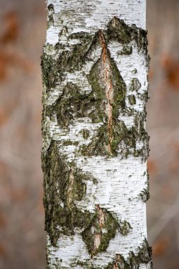 A tree trunk covered in moss and bark. The bark is white and the moss is green. The trunk is tall and straight
