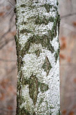 A tree trunk covered in moss and lichen. The trunk is white and has a pattern of small dots
