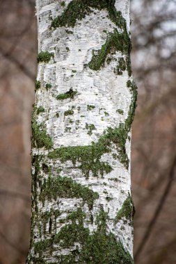 A tree trunk covered in moss and lichen. The tree is bare and has no leaves. The trunk is very tall and has a lot of moss growing on it