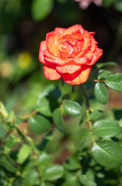 Rose flowers growing in nature close-up.