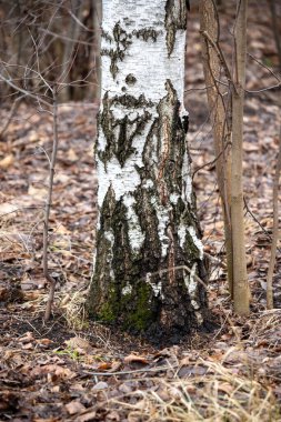 A tree with moss growing on it in a forest. The tree is surrounded by fallen leaves and branches
