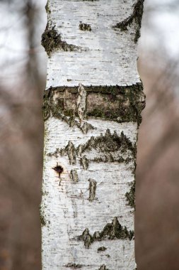 A tree trunk with a hole in it. The trunk is covered in moss and has a few small holes