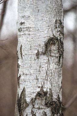 A tree trunk with a lot of bark showing. The bark is white and has a few brown spots