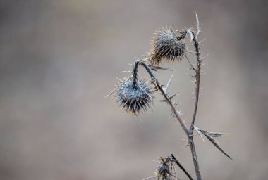 A dried up flower with a few thorns on it. The flower is brown and has a dry, dead appearance