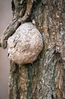 A tree trunk with a small white object on it. The object is round and has a fuzzy texture