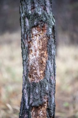 A tree trunk with a large hole in it. The hole is surrounded by a white substance