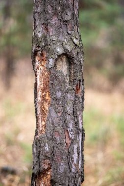 A tree with a hole in it. The hole is in the middle of the tree trunk. The tree is surrounded by a forest