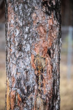 A tree trunk with a lot of bark and a few holes. The bark is brown and the tree is old