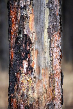 A tree trunk with a lot of bark missing. The bark is brown and has a lot of holes