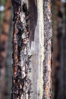 A tree trunk with a brown and white stripe. The brown and white stripes are the bark of the tree