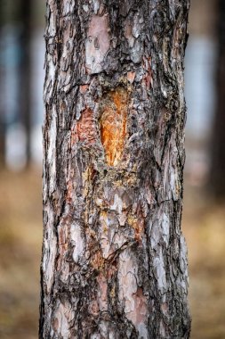 A tree trunk with a hole in it. The hole is brown and has a reddish-orange color