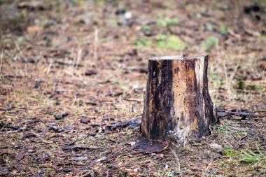 A large tree stump sits in a field of dry grass. The stump is surrounded by a patch of dirt and the grass is brown and dry. The scene is quiet and peaceful, with no other people or animals visible