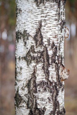 A tree trunk with a pattern of lines and dots on it. The trunk is white and has a rough texture