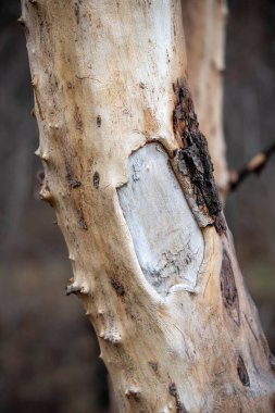 A tree trunk with a hole in it. The trunk is brown and has a rough texture. The hole is small and he is a natural occurrence. Concept of age and history