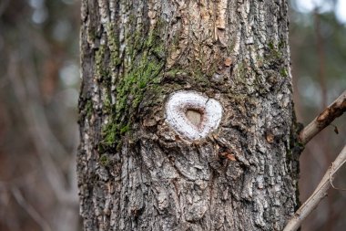 A tree trunk with a white mark in the middle. The mark is shaped like a heart. The tree is surrounded by moss and has a brownish color
