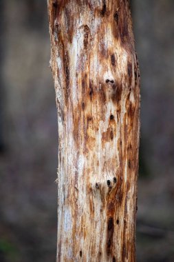 A tree trunk with a lot of holes and brown spots. The trunk is very old and has a lot of damage
