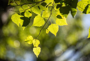 A leafy tree branch is in the sunlight, with the leaves shining brightly. Concept of warmth and tranquility, as the sunlight highlights the beauty of nature