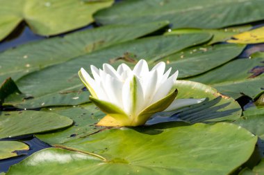 A white flower is sitting on a green leaf. The flower is the main focus of the image, and it is the most beautiful part of the scene. The green leaf provides a contrasting background