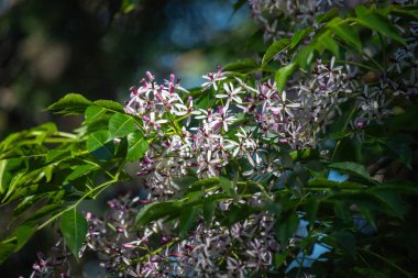 Wisteria blooms in spring in nature.