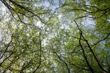 Green leaves against the blue sky under the sun. Summer forest landscape.