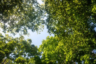 Ağaçların yeşil yaprakları mavi gökyüzünde.