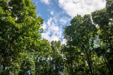 Ağaçların yeşil yaprakları mavi gökyüzünde.