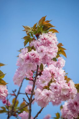 Pink cherry sakura flowers in nature in spring.