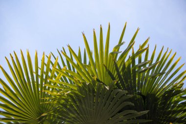 Yeşil palmiye yaprakları gökyüzüne karşı.