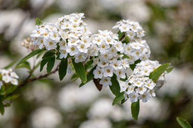 White flowers of fruit plants in nature in spring.