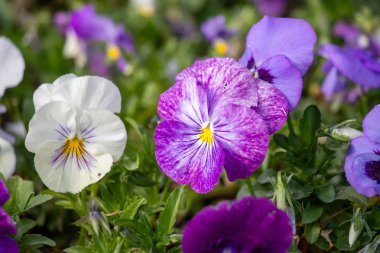 Violet flowers closeup in spring in nature.