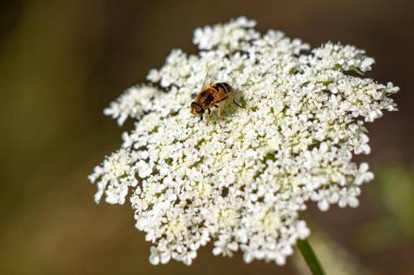 Natural location of Daucus carota in nature.