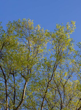 Green tree leaves on a blurred nature background.