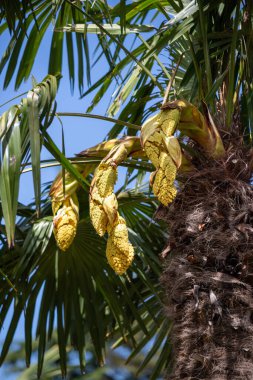 Trachycarpus fortunei, fruit seeds, palm oil, palm trunk in nature.