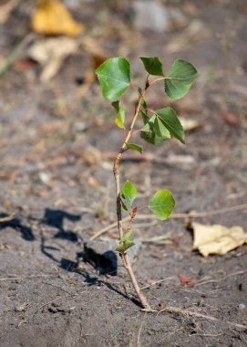 Toprakta küçük bir ağaç büyüyor. Toprak kahverengi ve kuru. Ağaç yeşildir ve ince bir gövdesi vardır.