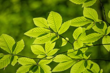 Green tree leaves on a blurred nature background.
