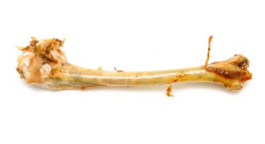 A bone is shown on a white background. The bone is partially eaten and has a lot of meat on it