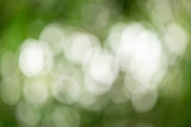 Green bokeh background, blurry green leaves out of focus.