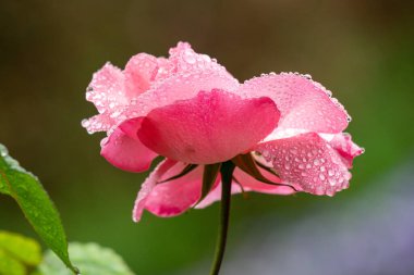 Rose flowers growing outdoors in nature