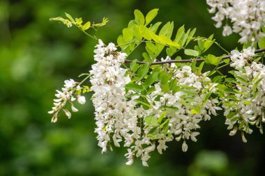 Bright blooming fruit trees in spring nature.