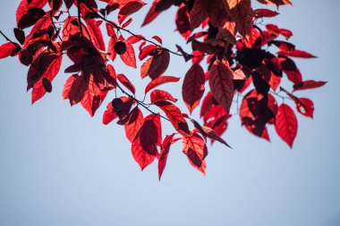 Bright green spring blooming nature of flowers and trees.