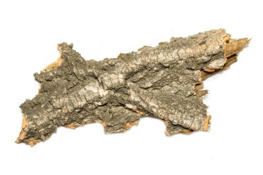 A piece of wood with a few cracks and splinters. It is a natural object and has a rough texture